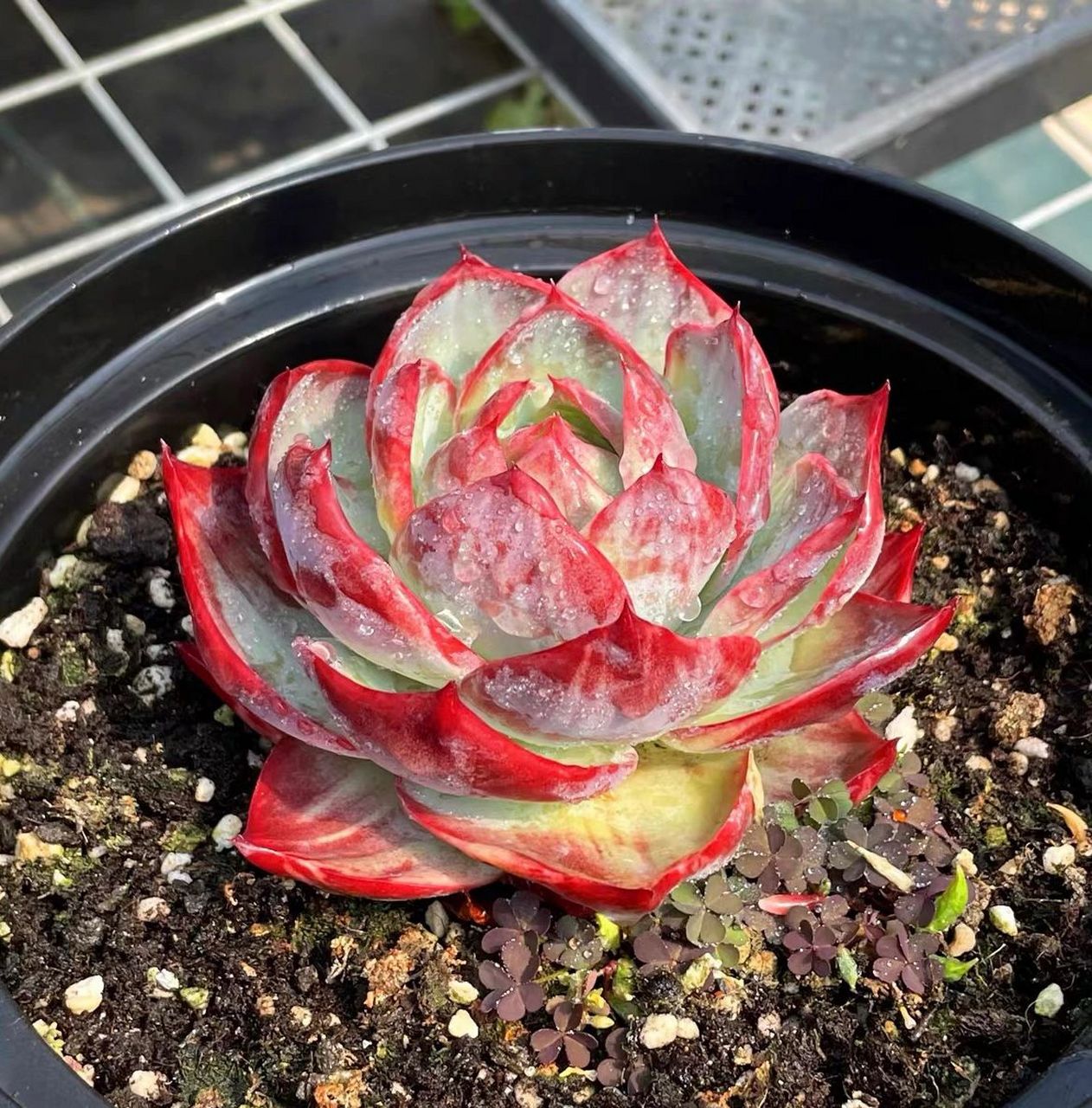 多肉惊鸿仙子——普货的价格,高贵的颜值 秋天买多肉,有哪些多肉品种