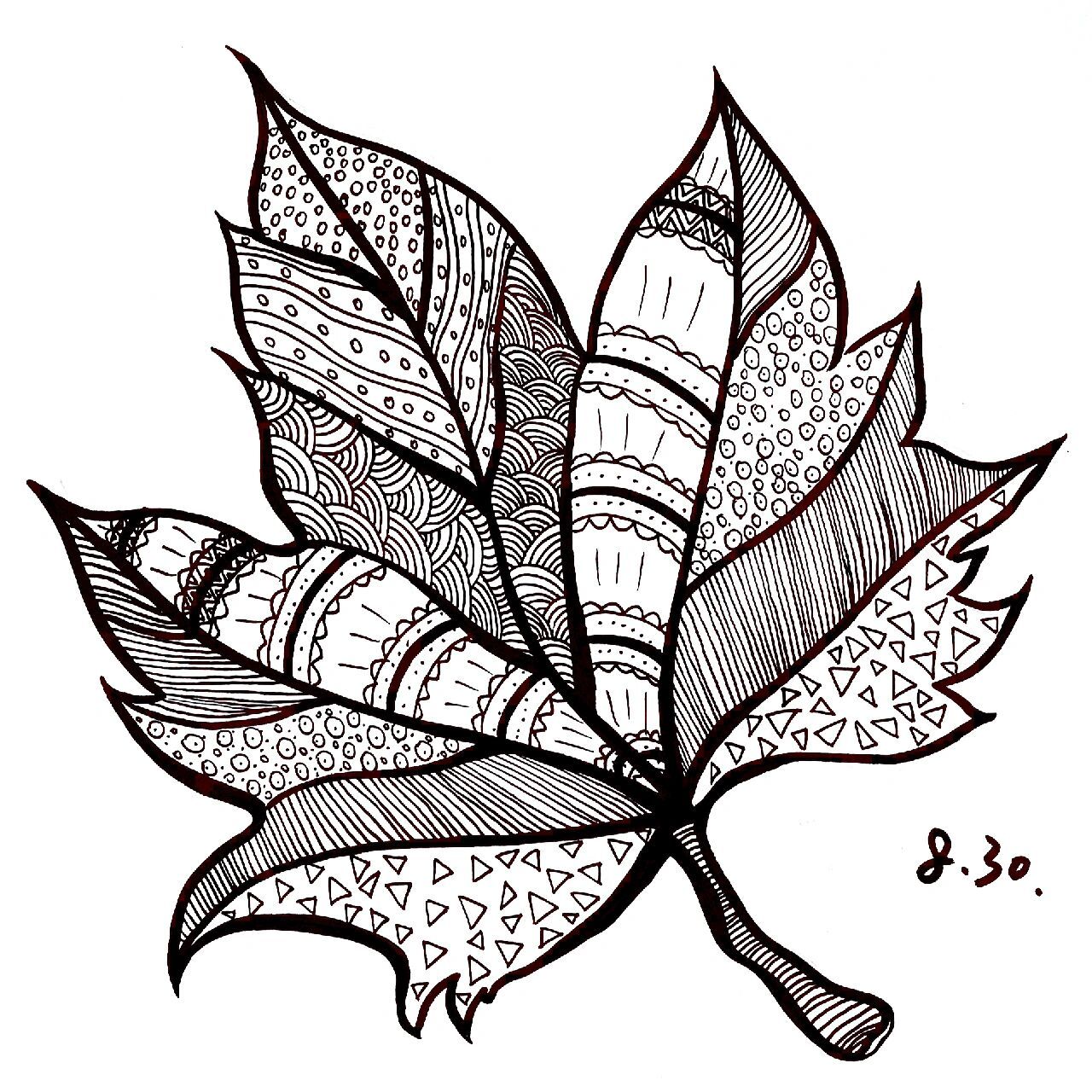 枫叶 黑白线描练习