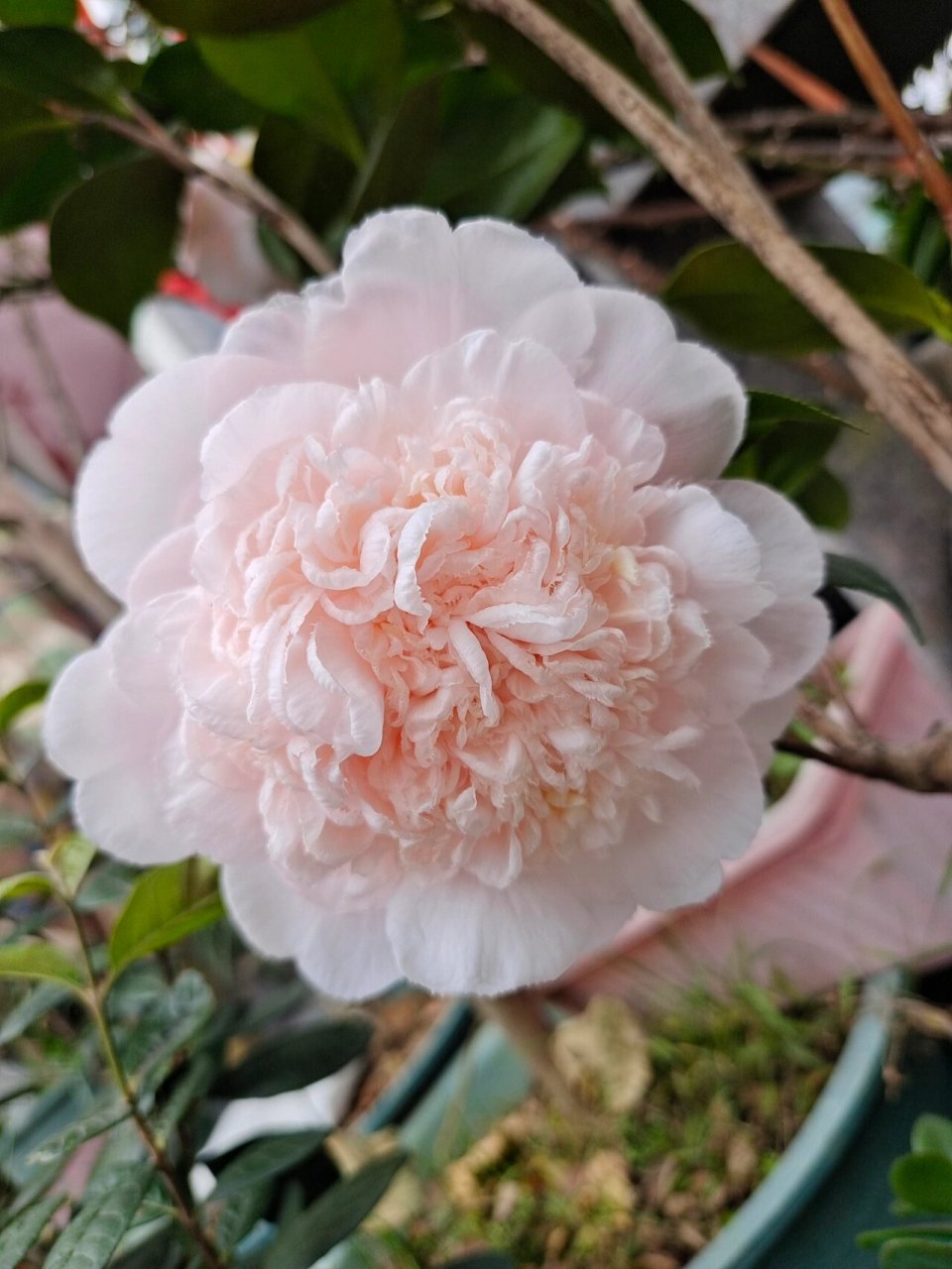 戴氏之歌茶花 戴氏真的又大又好看,名不虚传