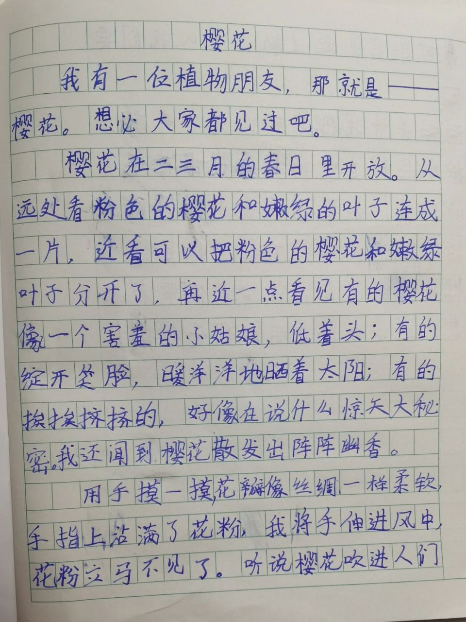 樱花的变化过程图片