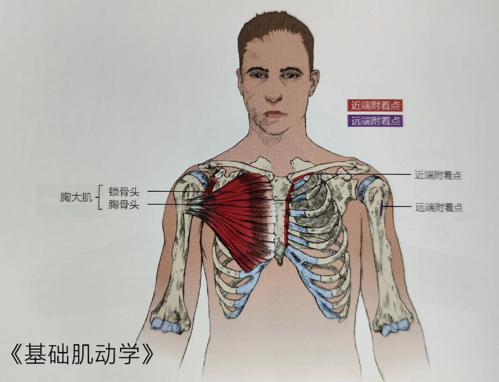 胸肌上中下三束解剖图图片