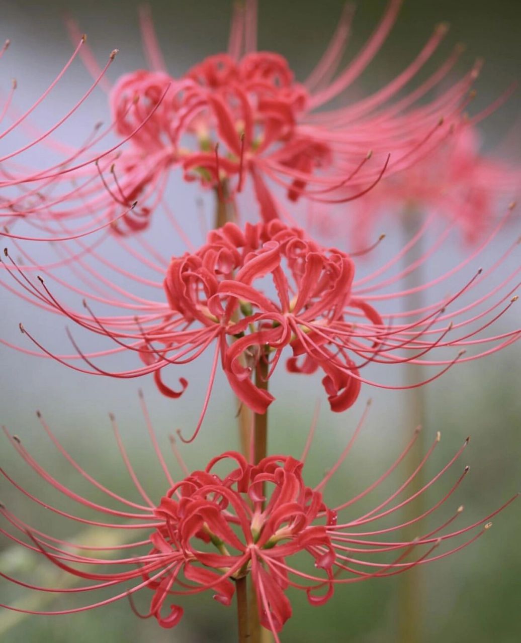 彼岸花即曼珠沙华 又名往生花 彼岸花即曼珠沙华 又名往生花,是石蒜的