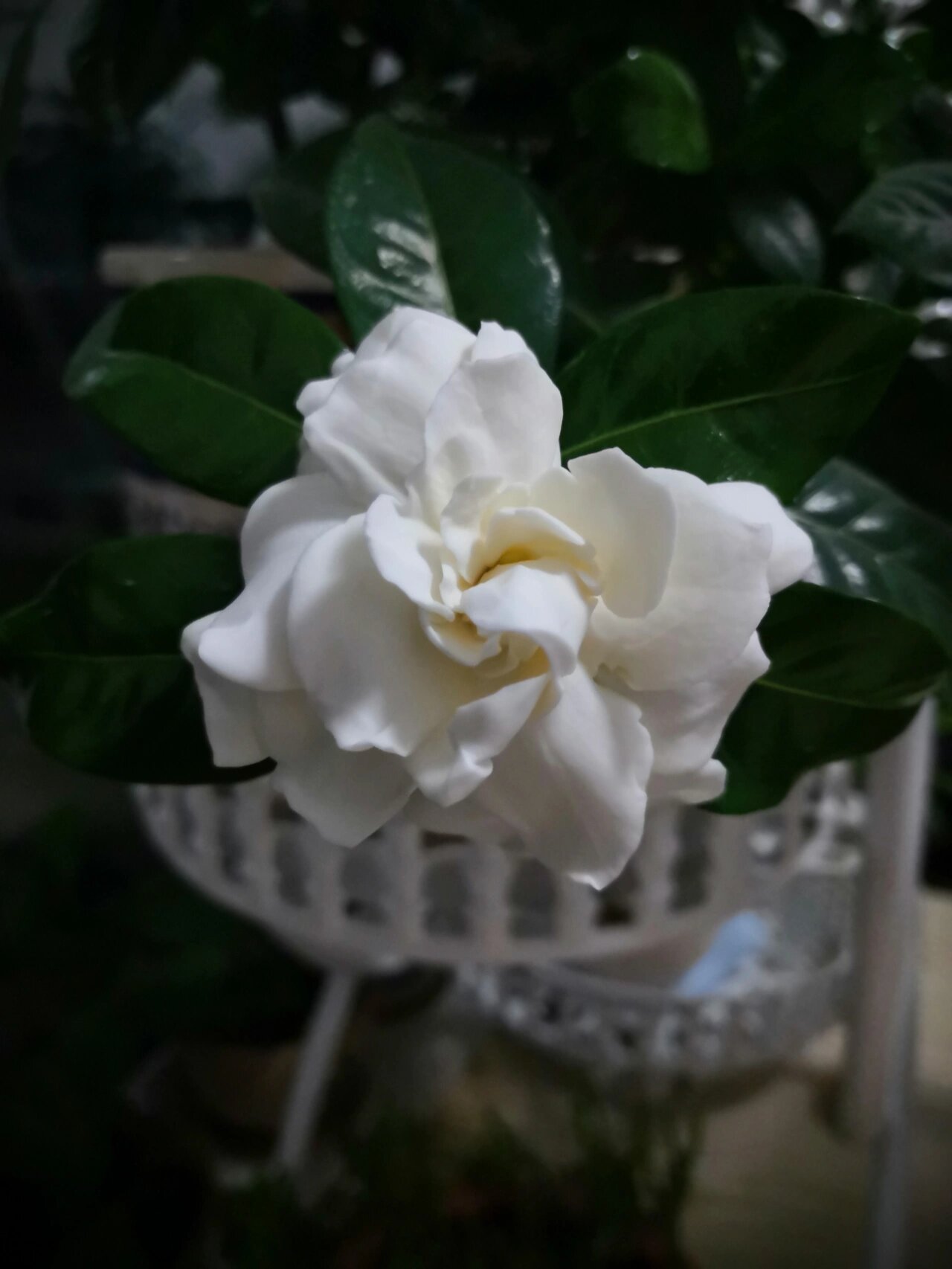 从早上到晚上,一天时间栀子花就开了!