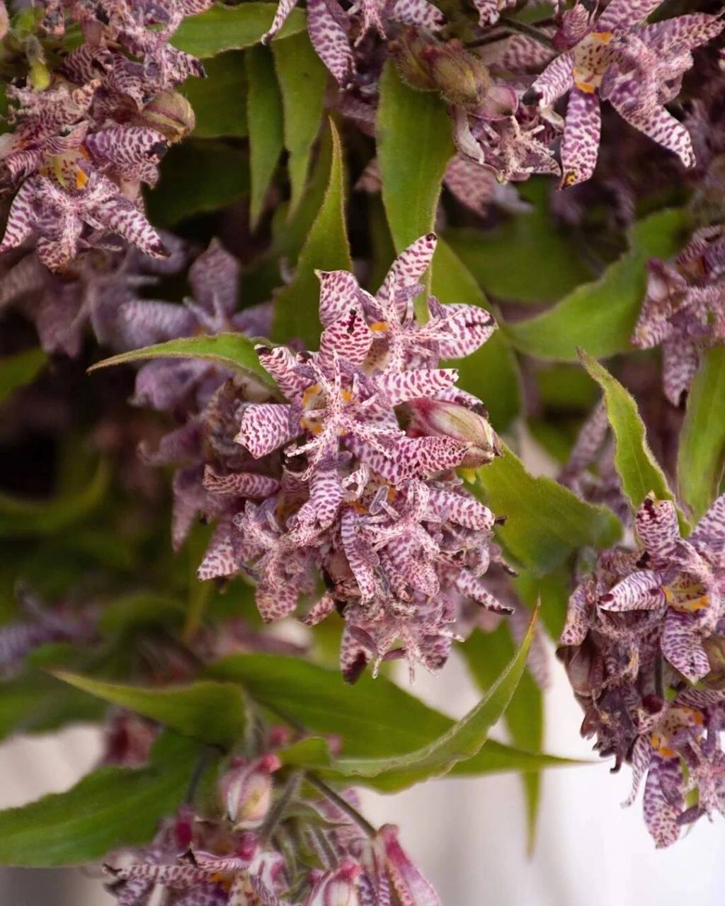 油点草 又名:杜鹃草,蛤蟆百合 油点草,百合科油点草属多年生草本,叶子