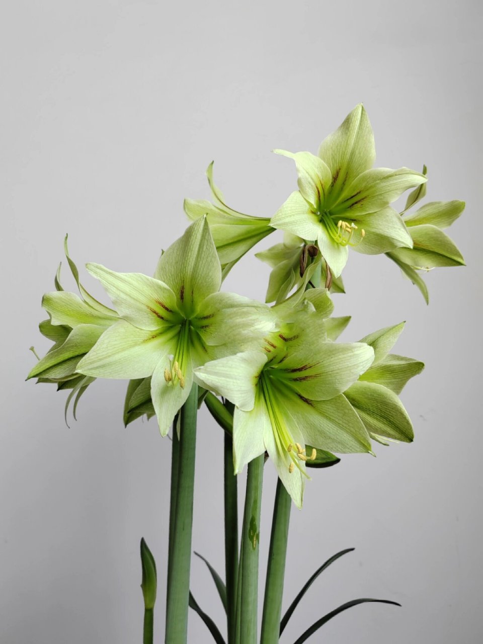 朱顶红|绿峡谷/绿色山谷小群开 一共买了三个球, 每个球都能保持两三