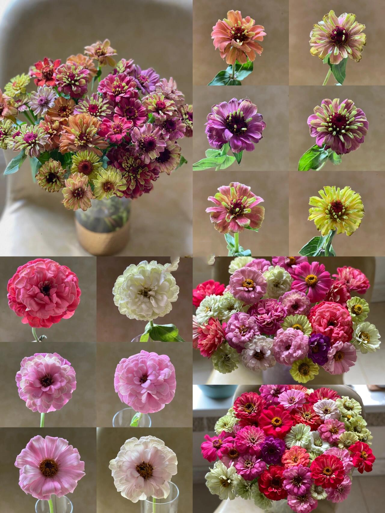 百日菊 百日草变化图