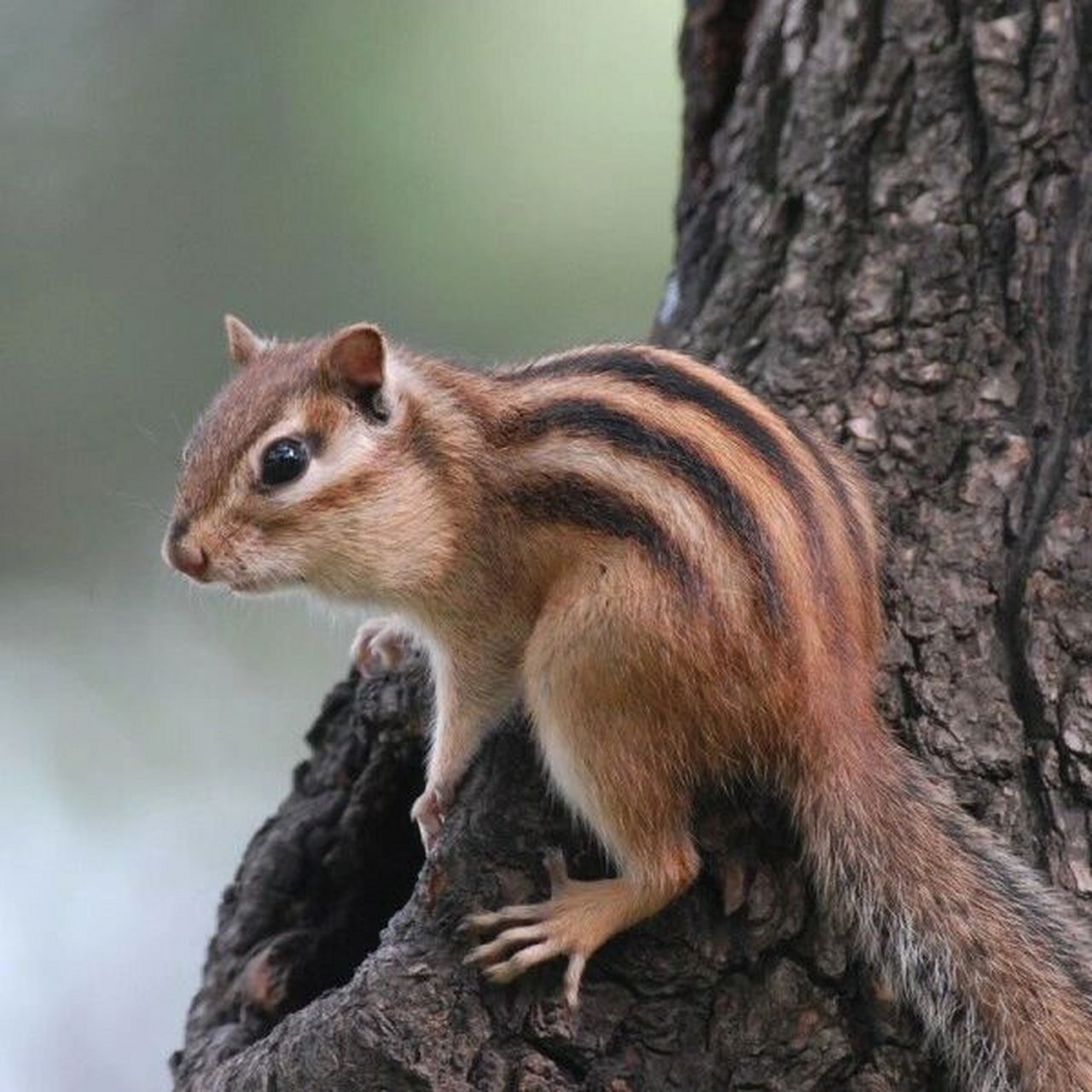 花栗鼠丨松鼠科花栗鼠属动物9715 989898 别称-金花鼠,花鼠