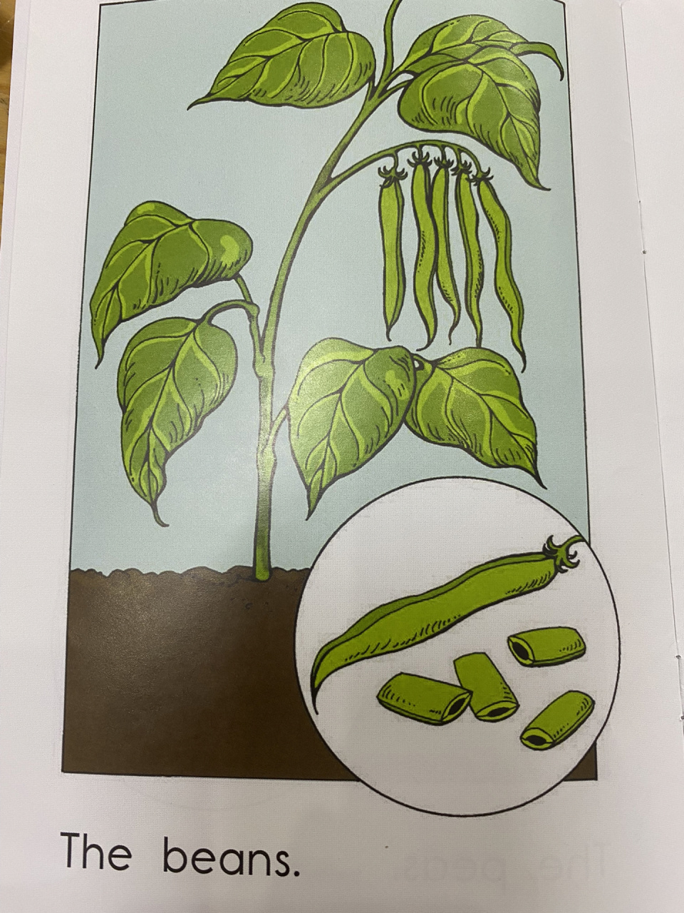 这两张图非常清晰的解释了pea和bean有什么不一样 pea9915豌豆