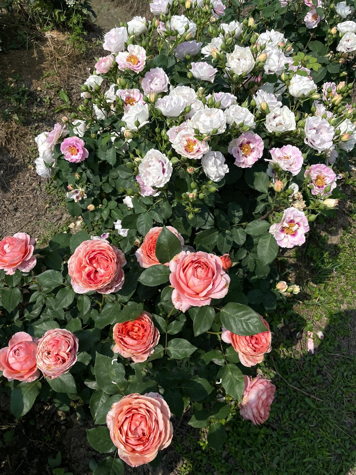 粉色月季2661566615:浪漫古董 浪漫古董 romantic antike