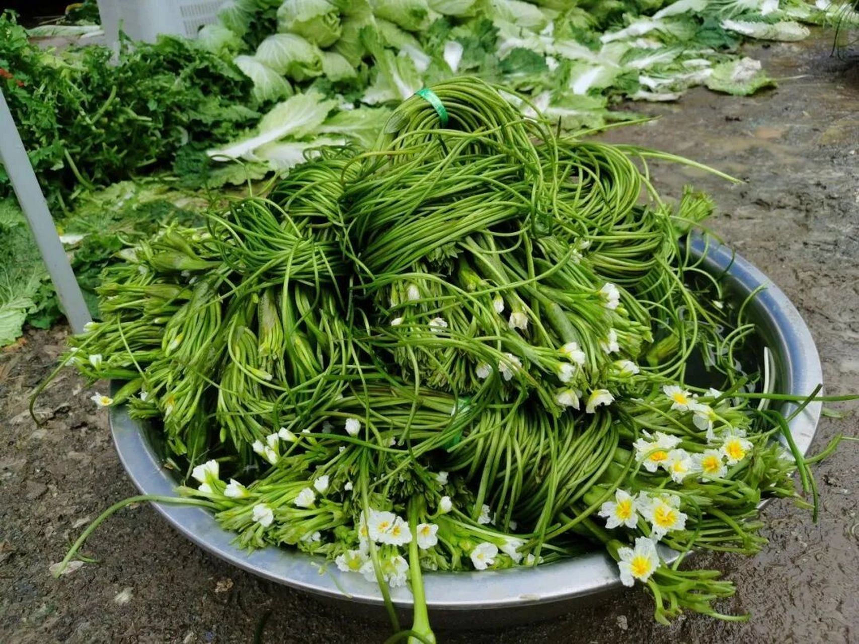 云南菜尝鲜|大理洱海海菜花,又名水性杨花