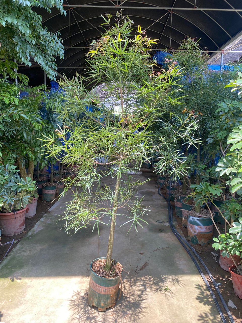 今日植物 | 昆士兰瓶干树 灵动的触角,自带禅意氛围感 造型奇特07