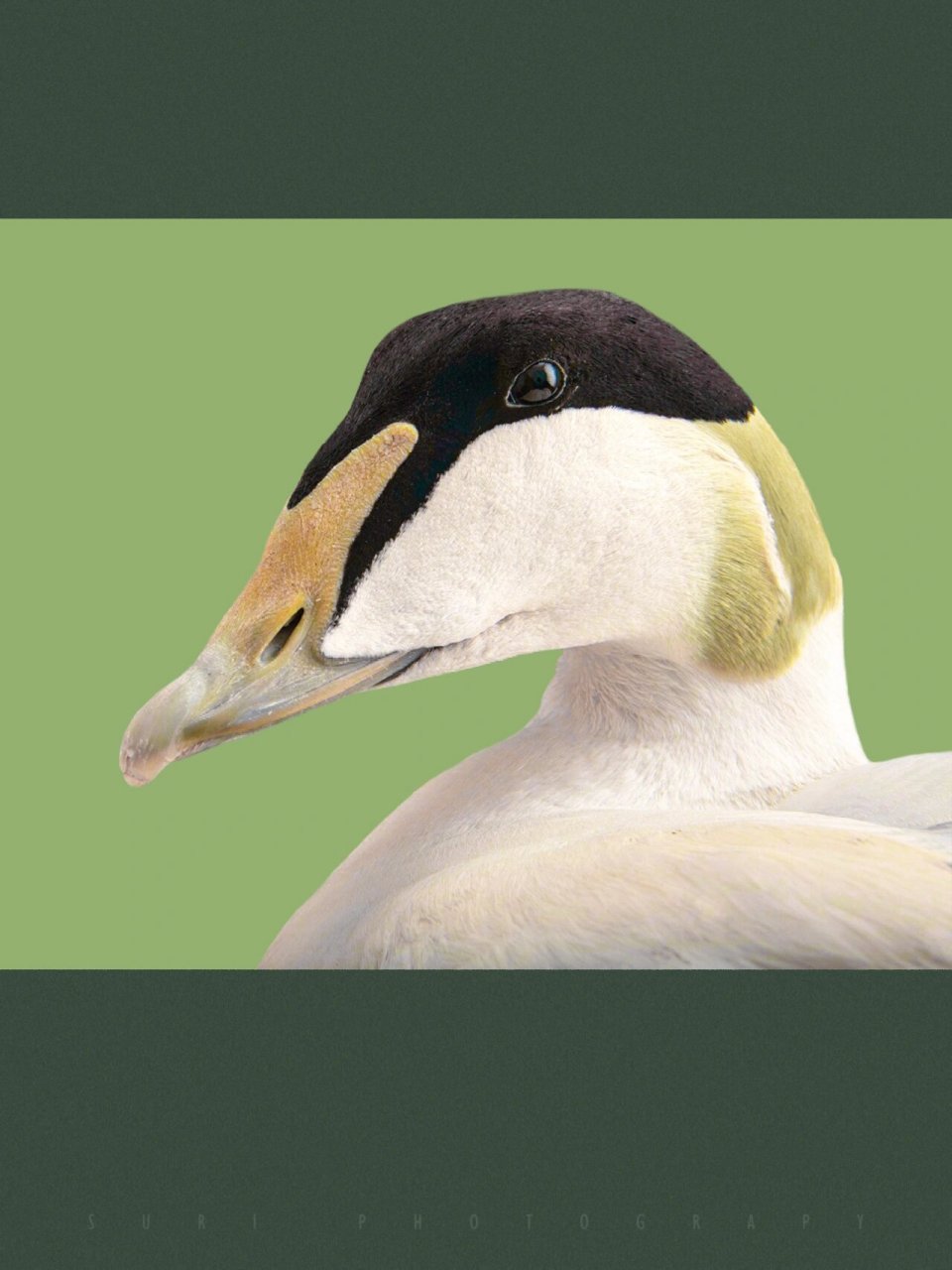 各种绒鸭的区别在于它们喙的长短和色彩不一样.