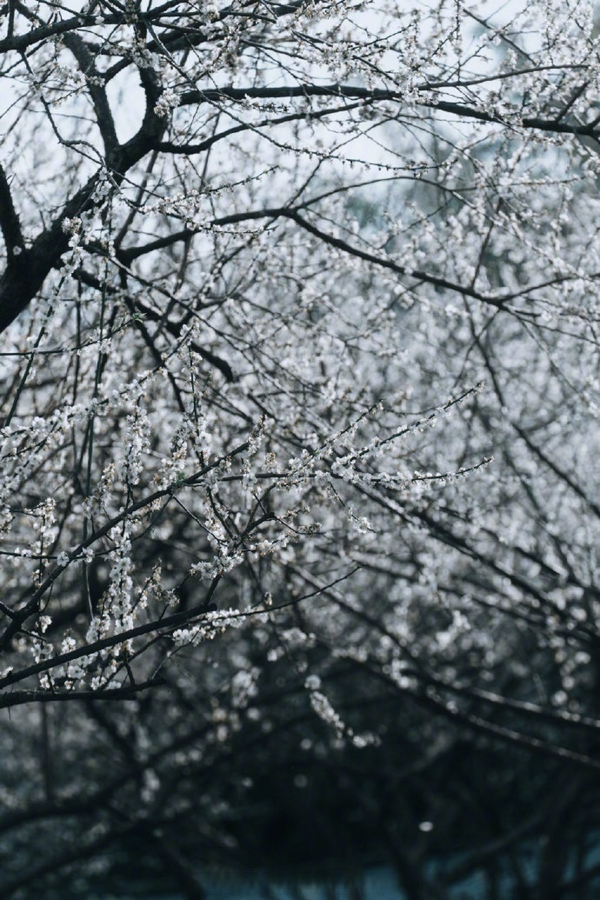 萝岗香雪图片