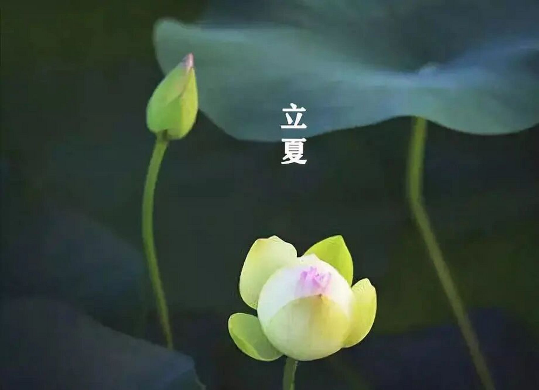 2,立夏已到,愿你伸出热情的双手,尽情地去体验夏天的精彩吧.