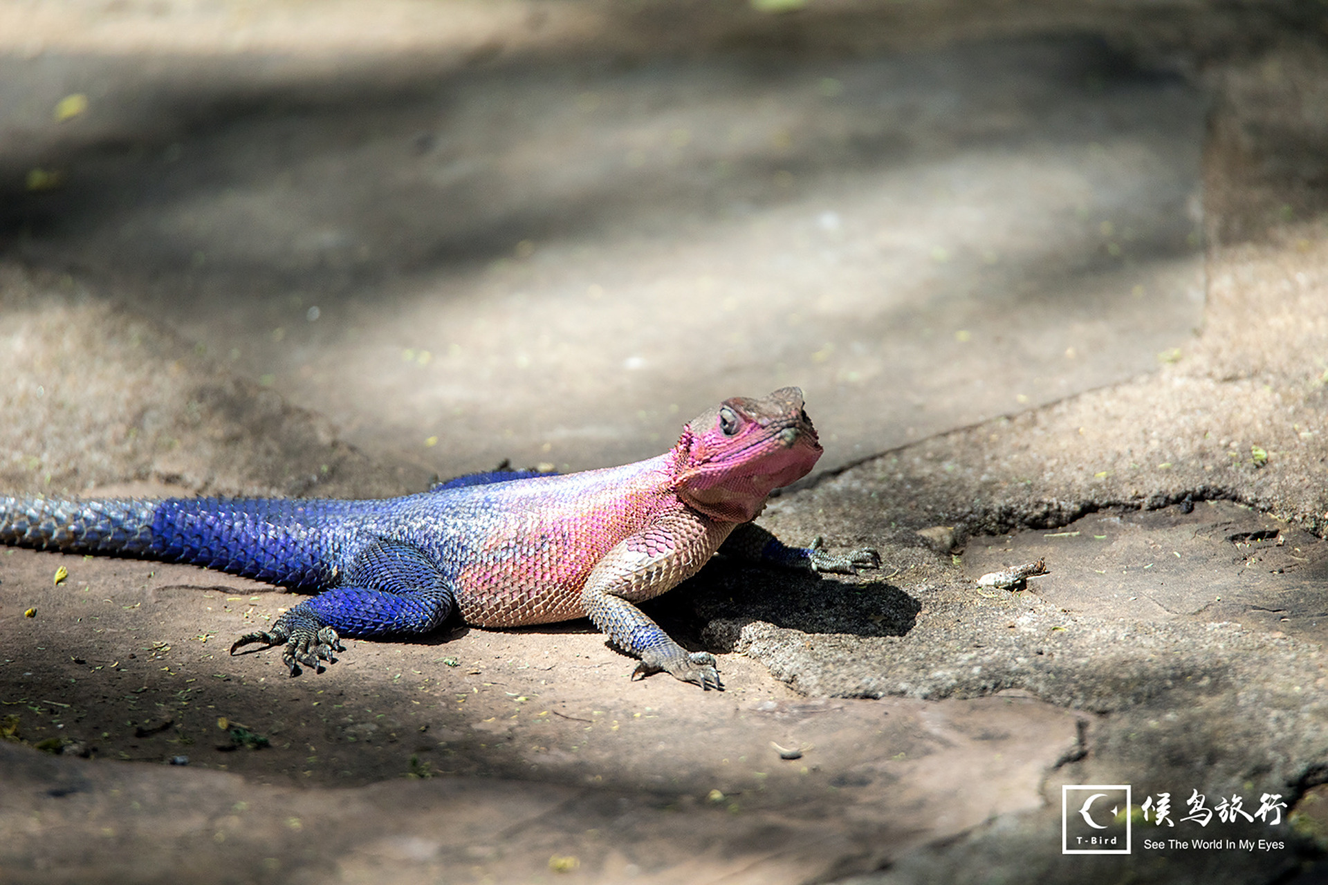 五爪金龙,年幼之时……  至今拍过的最美的一只蜥蜴,话说,动物界,公的