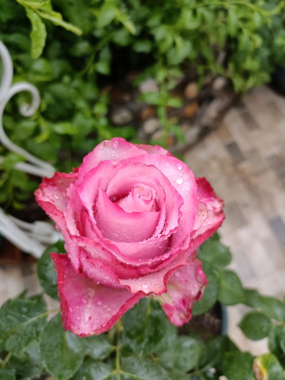 切花月季-魅影 超长待机时间,日晒雨淋暴风骤雨依然独自美丽,这个品种