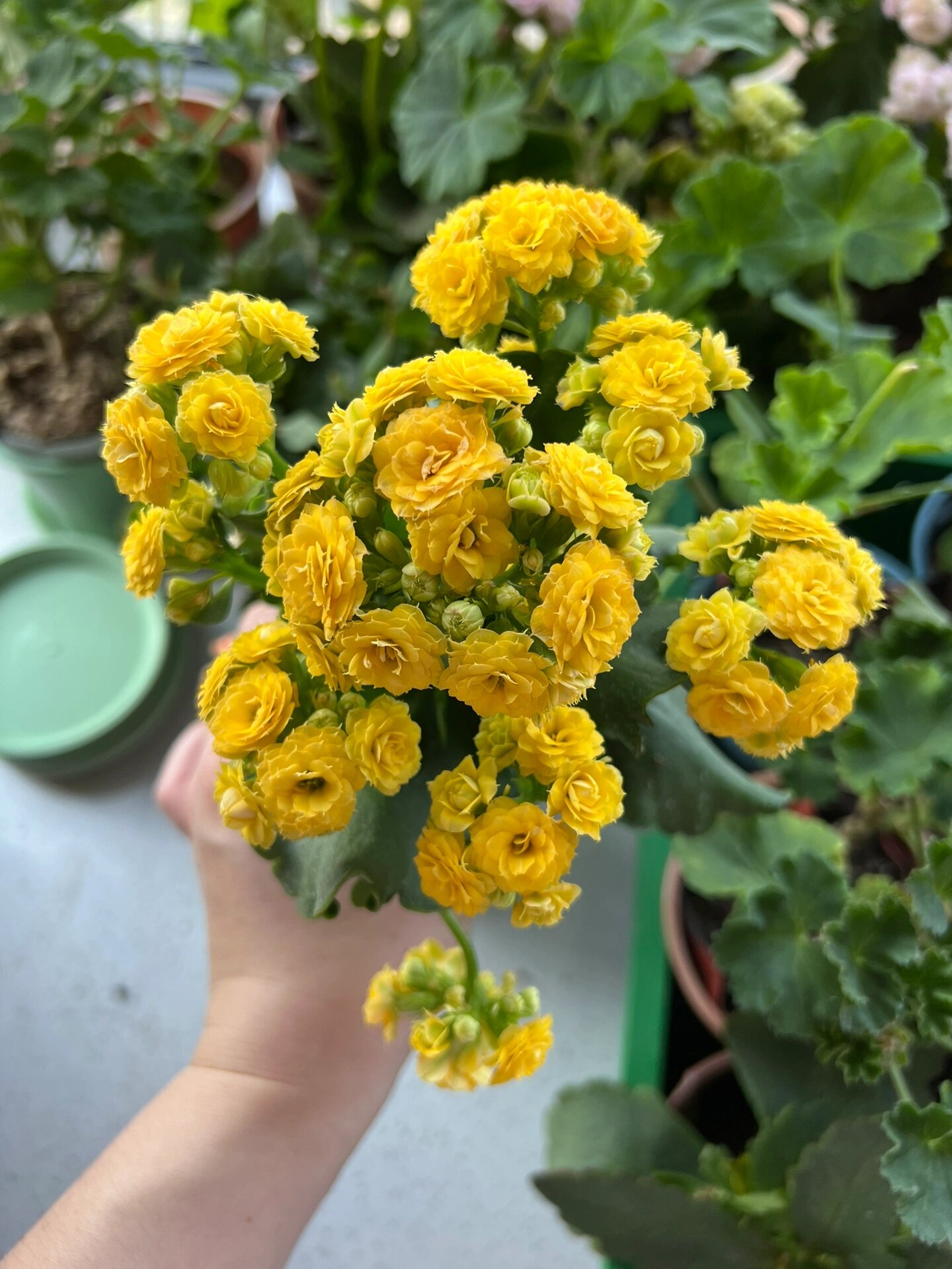 长寿花柏丽,黄巴黎