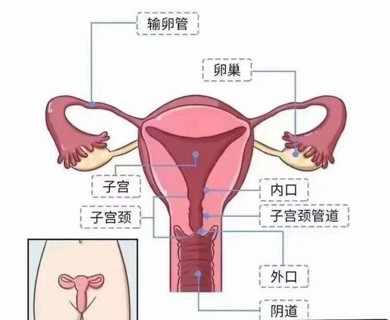 正常女性的白带来源于宫颈,宫颈管以及阴道,甚至子宫内膜的分泌物