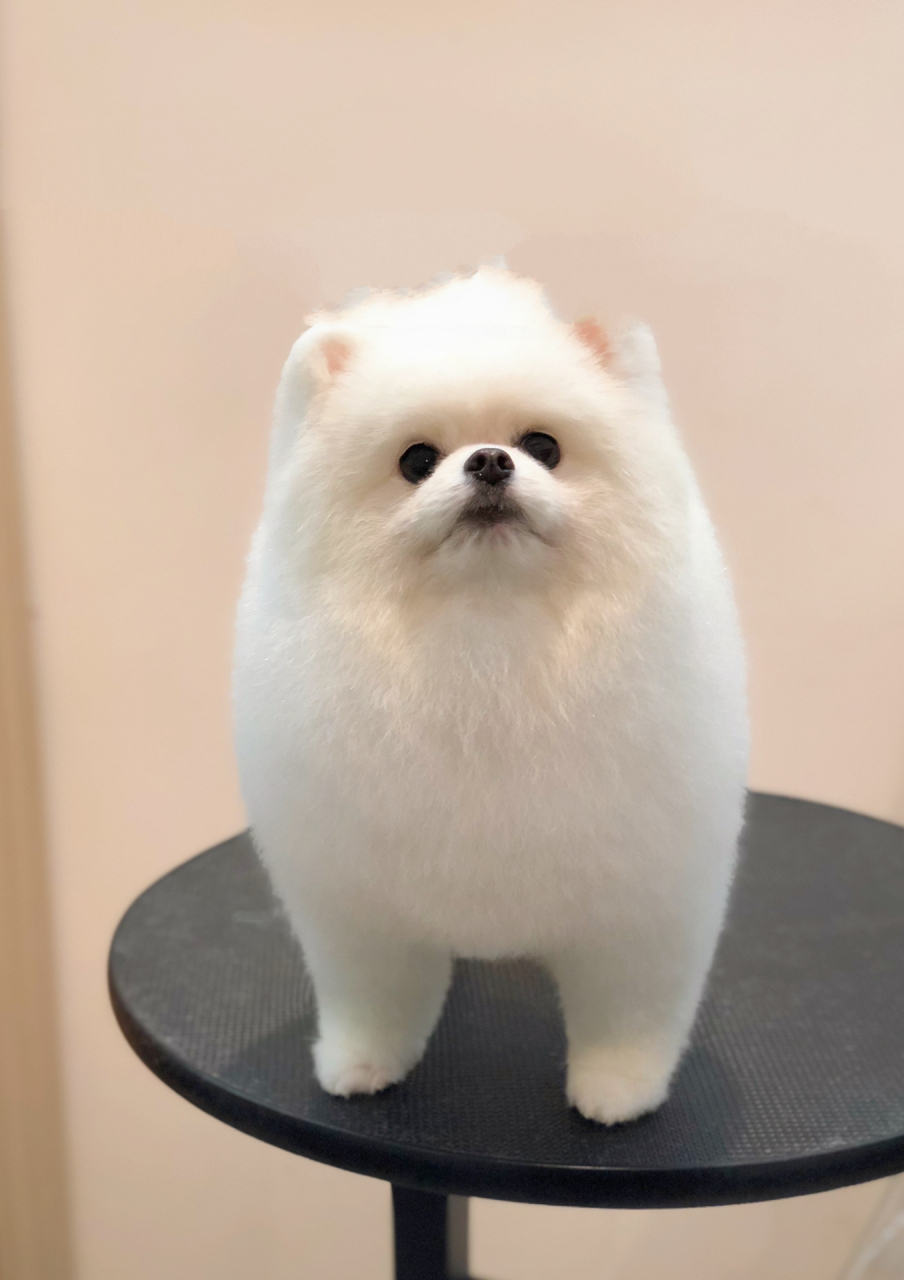 博美造型合集 博美真的好爱笑 除了一二两位大哥