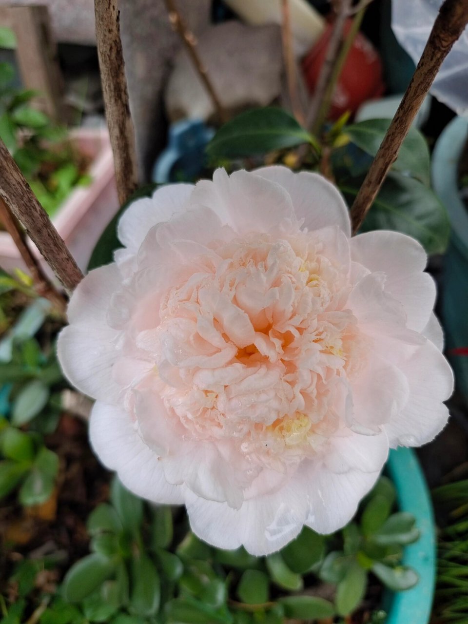 戴氏之歌茶花 戴氏真的又大又好看,名不虚传