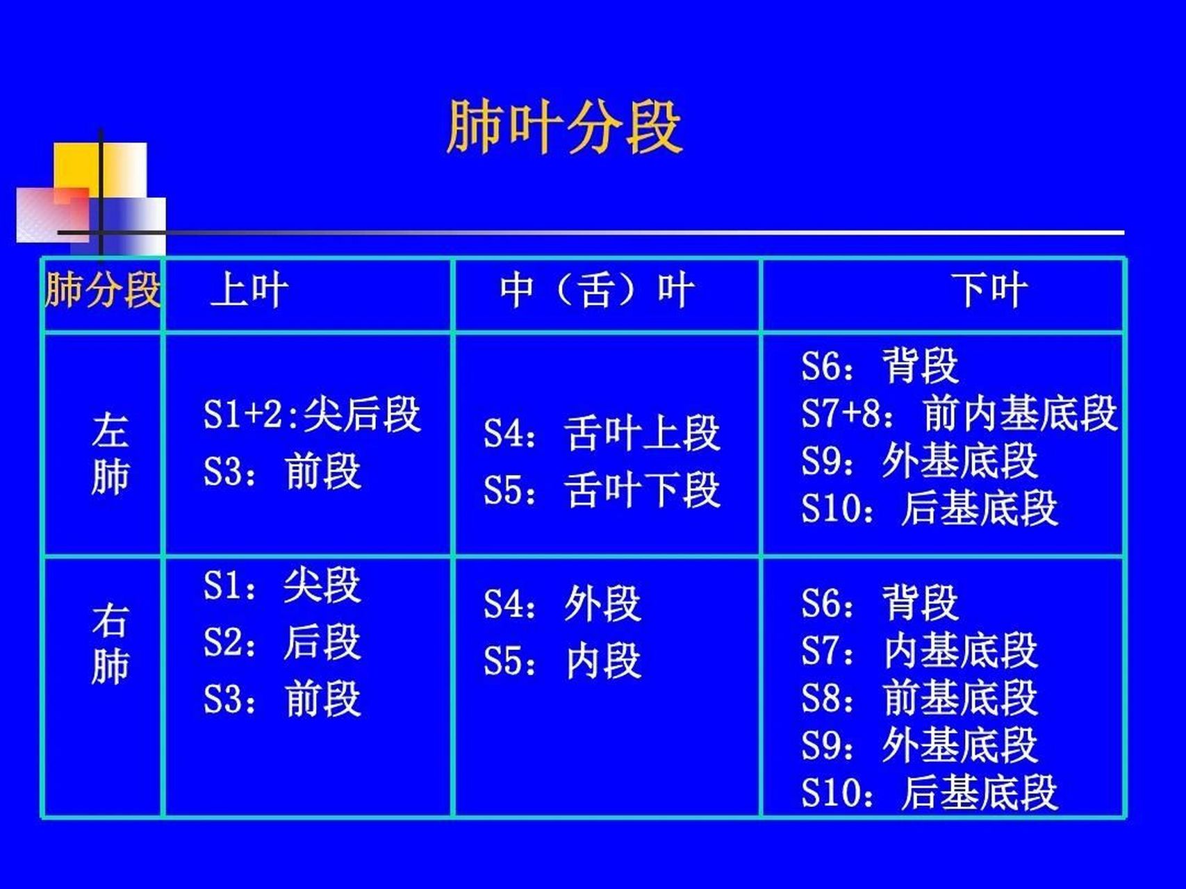 正常胸片解剖(二) 肺的分段 左肺:上叶分前段,尖