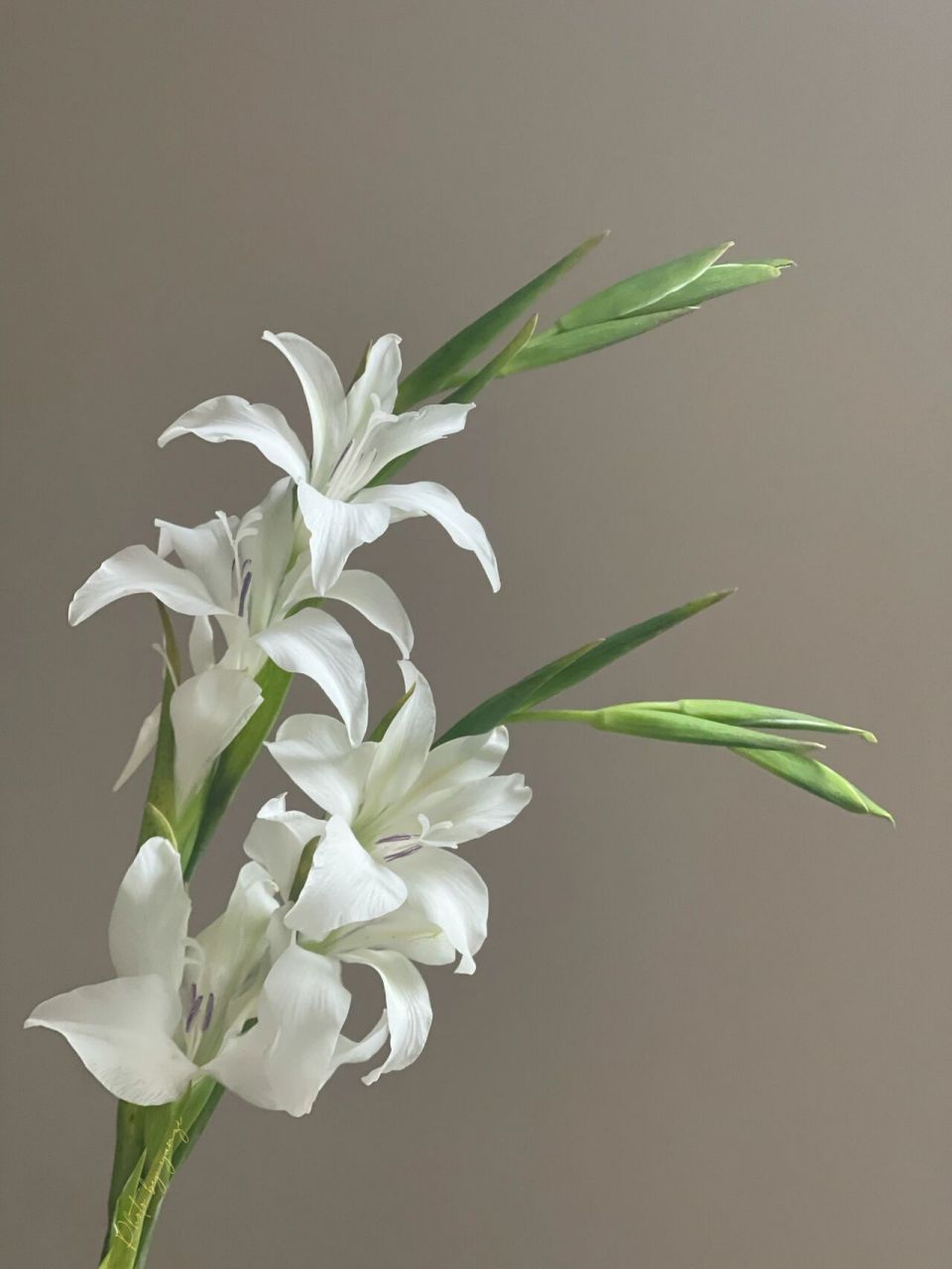 荷兰小剑兰|白色