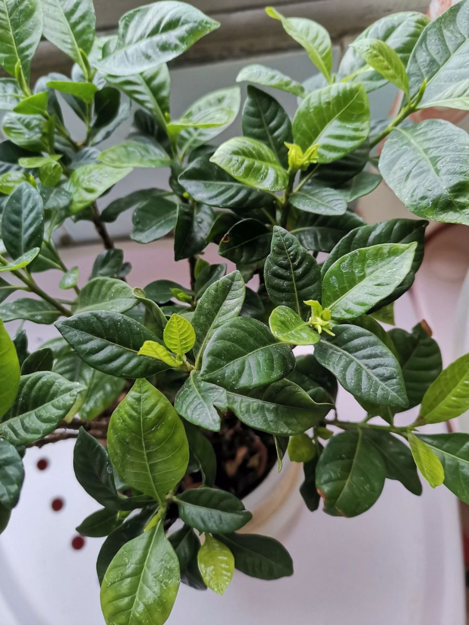 栀子花为啥不开花 结了几个花苞半个多月也不开花,这个夏天是闻不到了