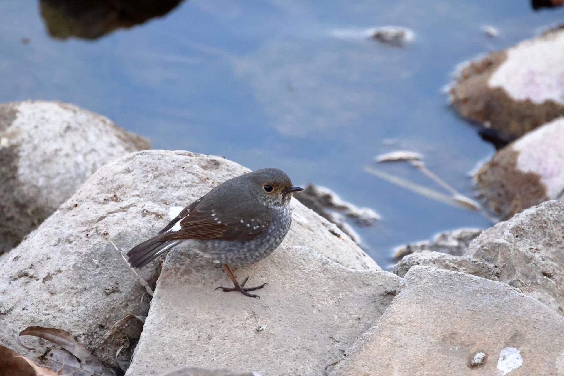观鸟杂记—红尾水鸲 红尾水鸲,是鹟科红尾鸲属的小型鸟类,雌雄异色.