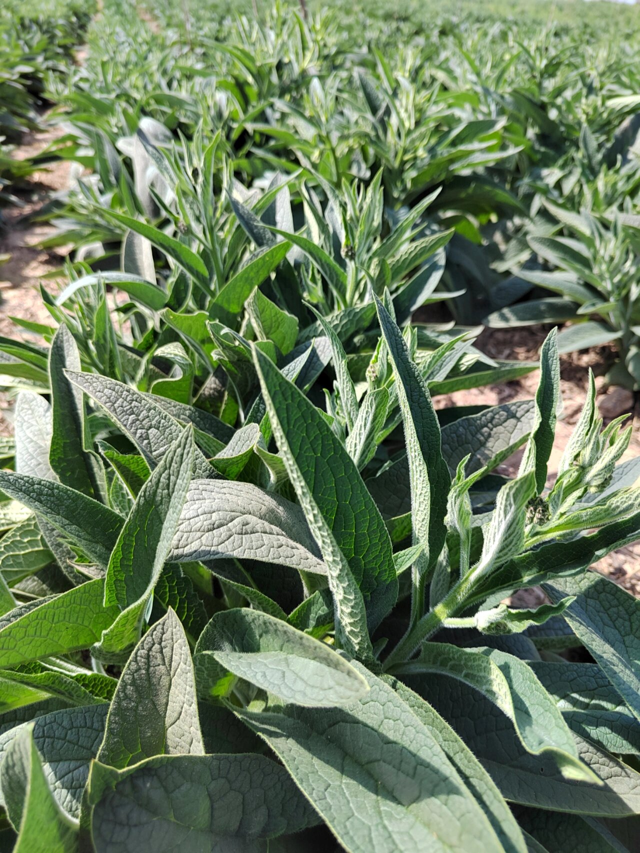 俄罗斯牧草 俄罗斯饲料菜是一种高产牧草,"饲草之王",很多养殖户心中