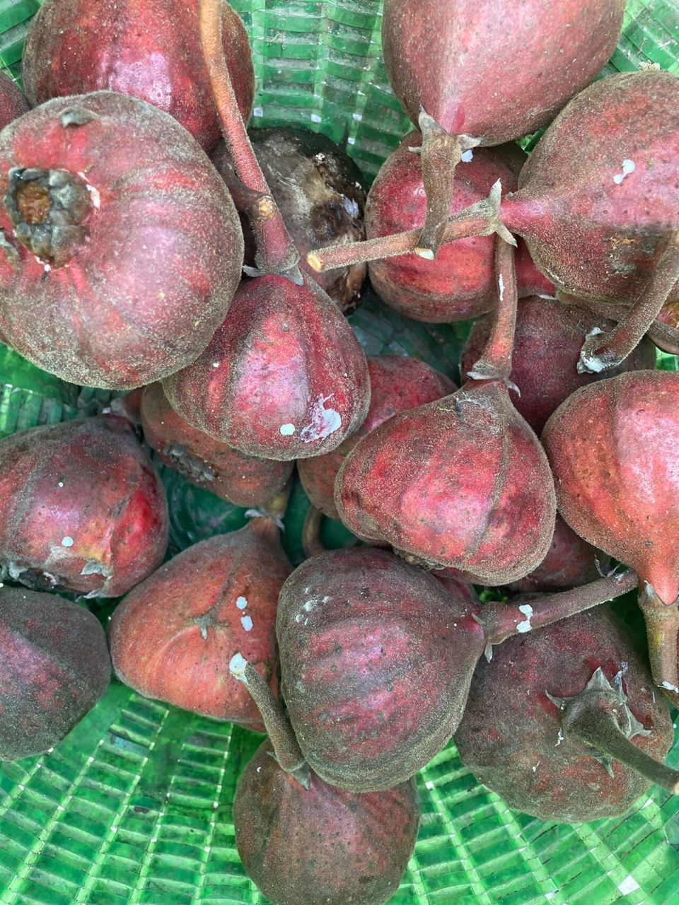 野生无花果 我看到很多小红94摘的无话果都和我摘的这个不一样,树好