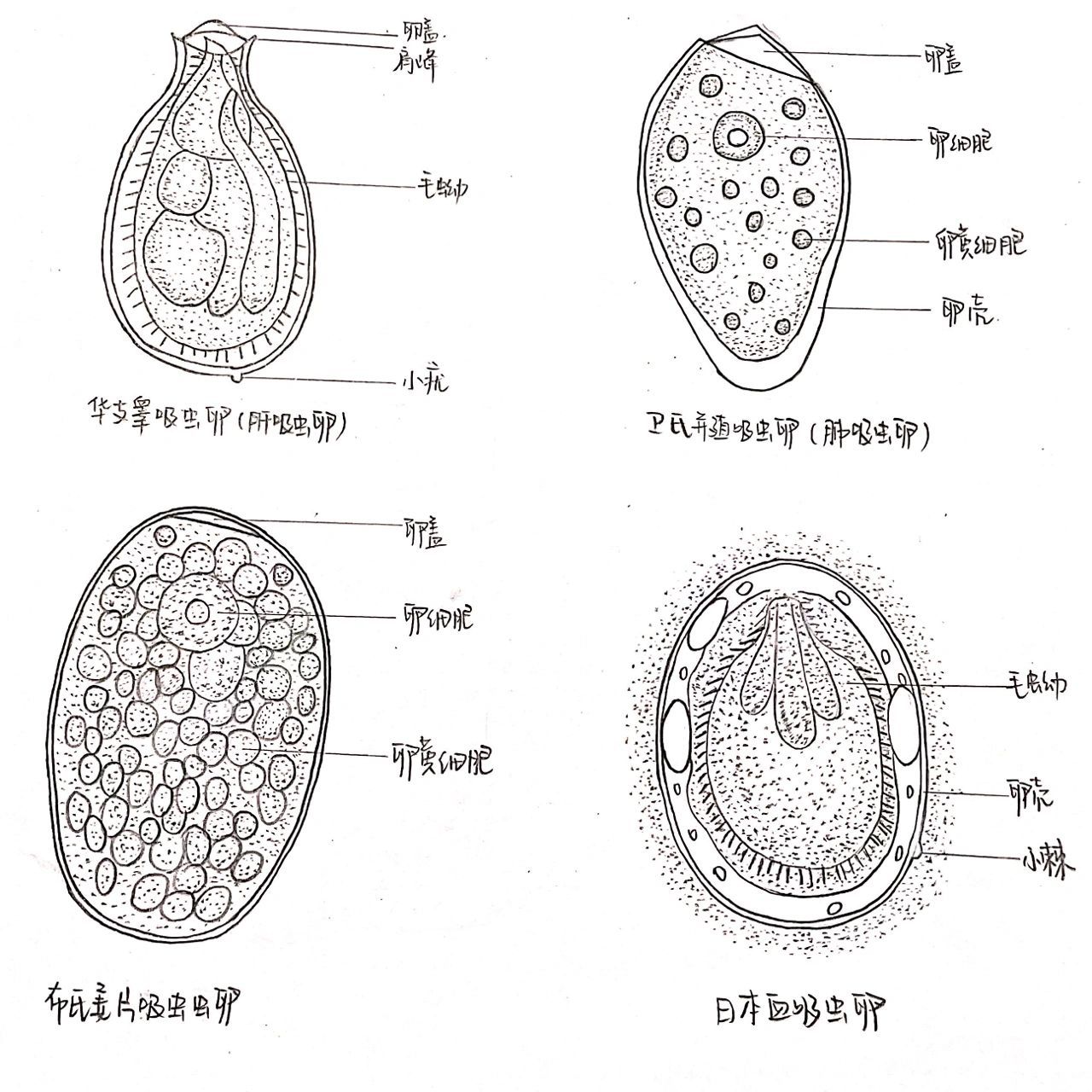 结膜吸吮线虫幼虫手绘图片