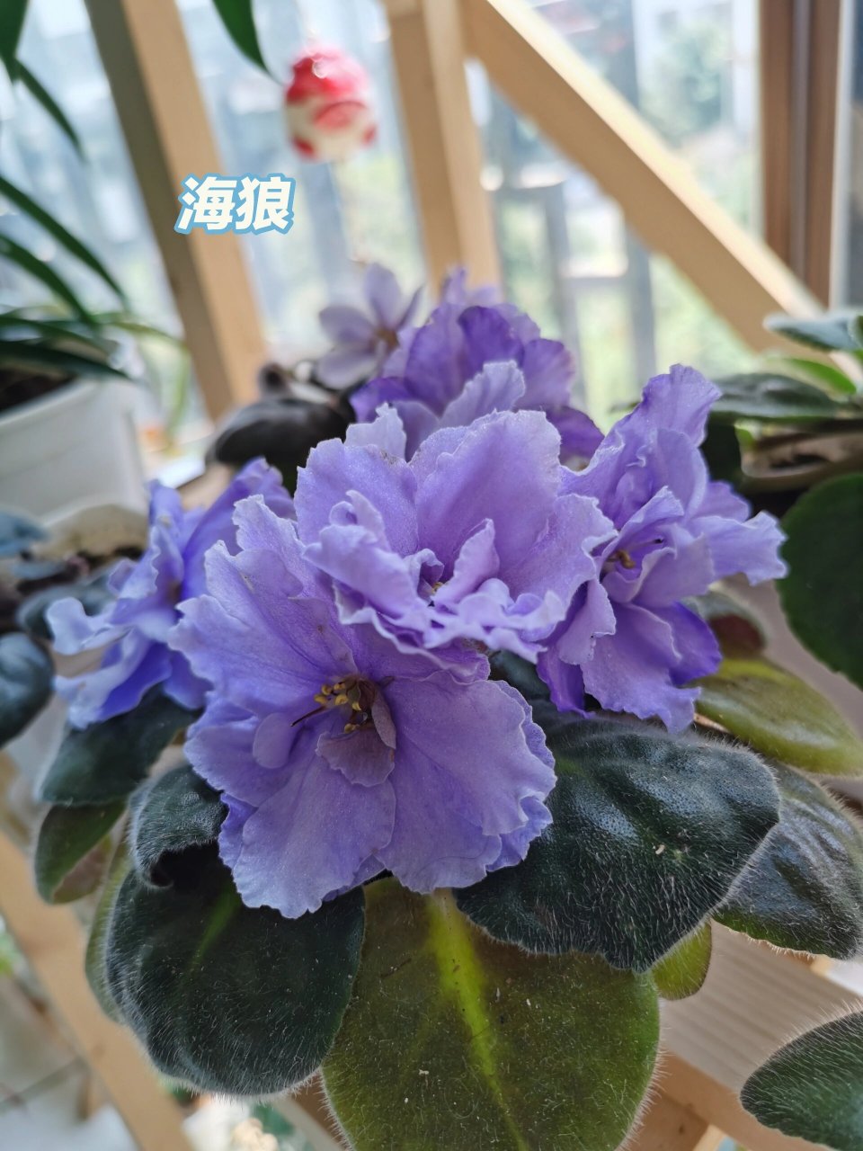 超耐阴,品种多,花期长,超好养的非洲堇 非洲堇是真的可以一点阳光都不