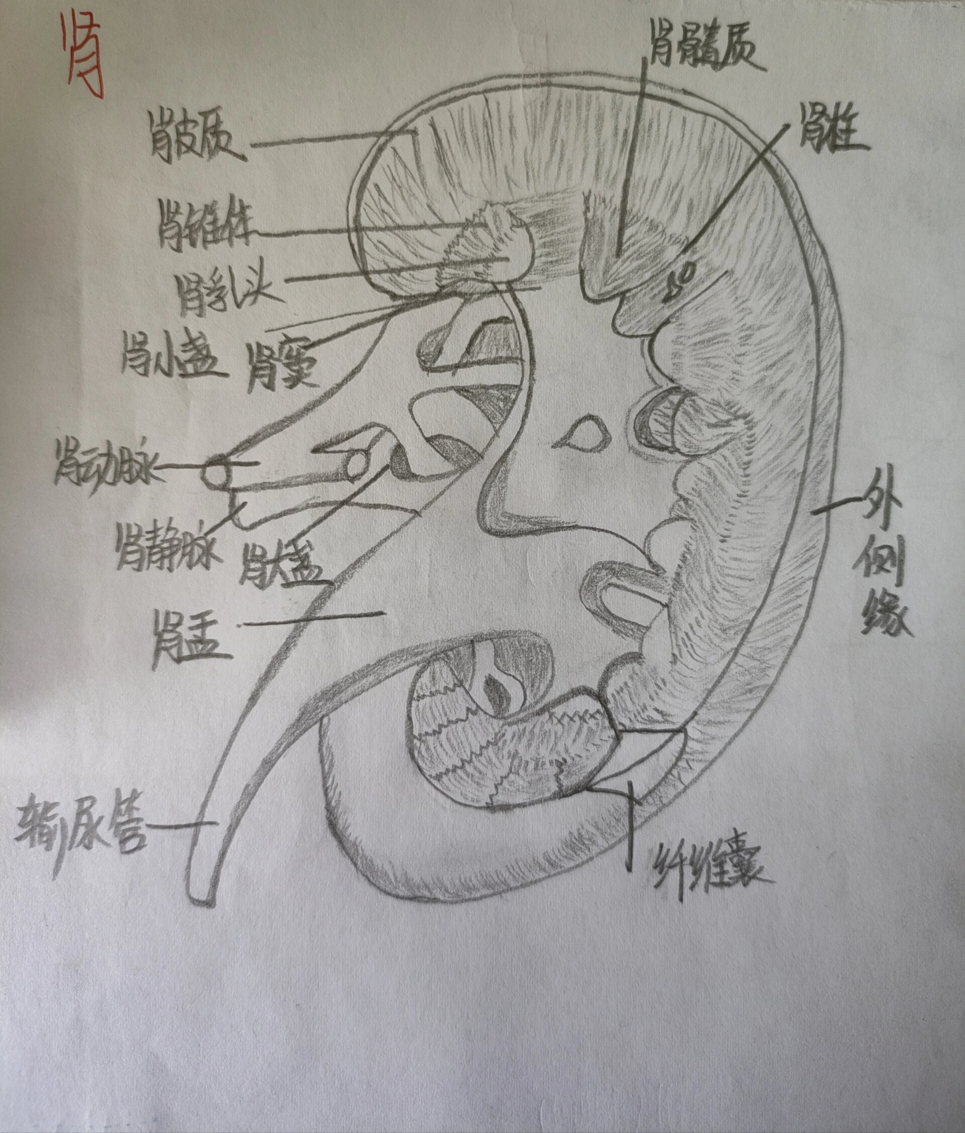 肾单位图手绘图图片