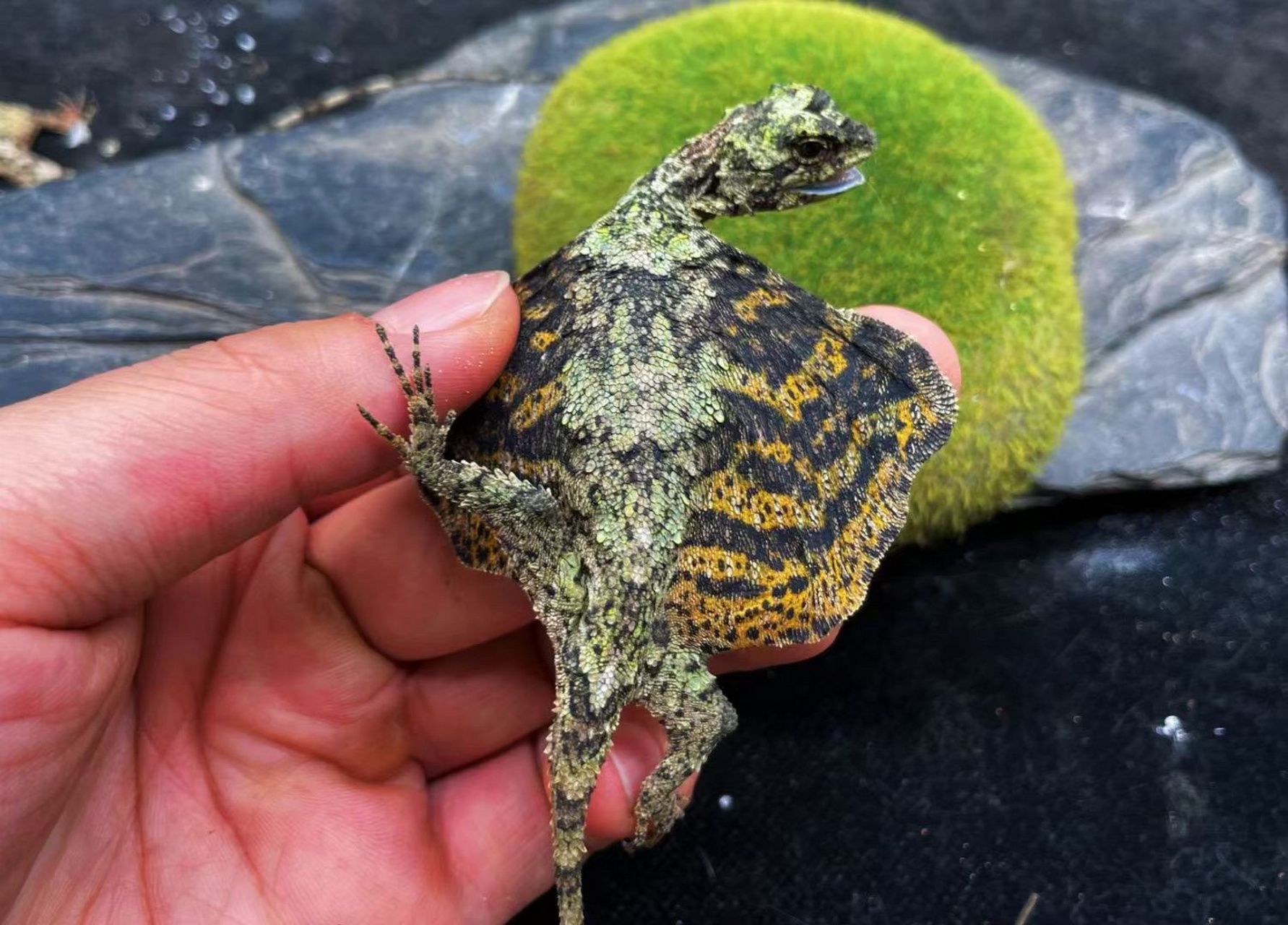 斑飞蜥是鬣蜥科,飞蜥属的爬行动物.