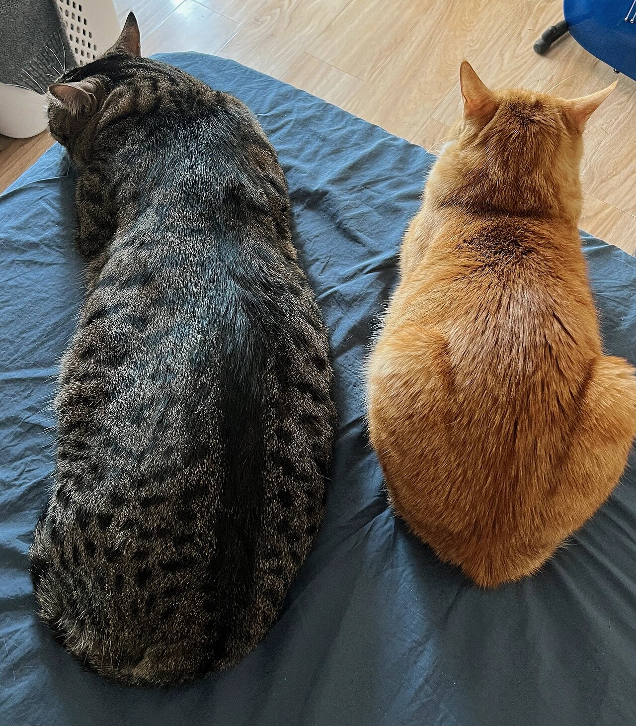 大家的公猫母猫体型差也很大吗