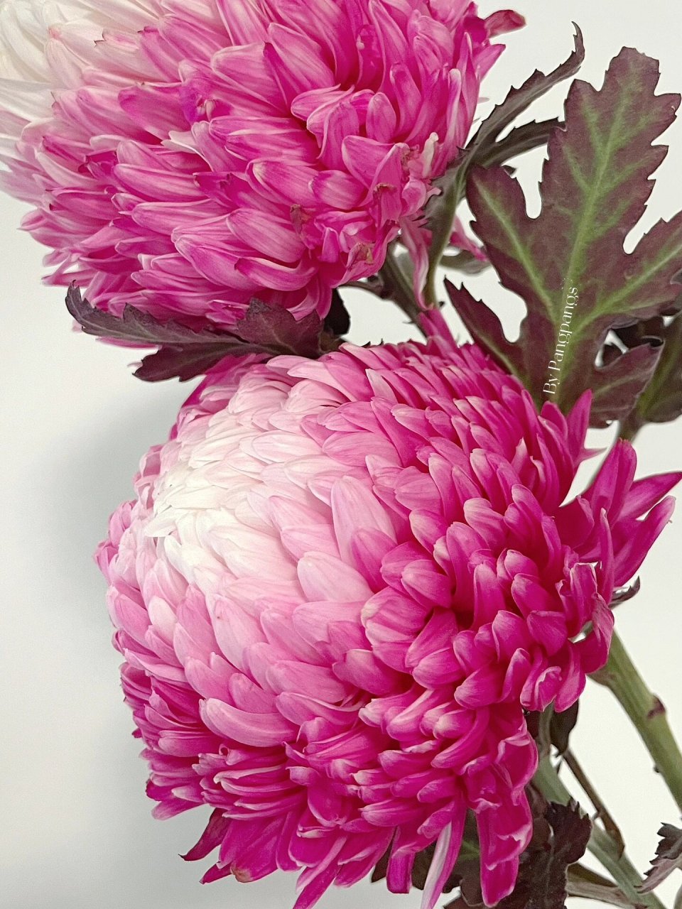 玫红色,吸色牡丹菊,原谅我拍不出它的美 家里光线太暗了,只能靠提高