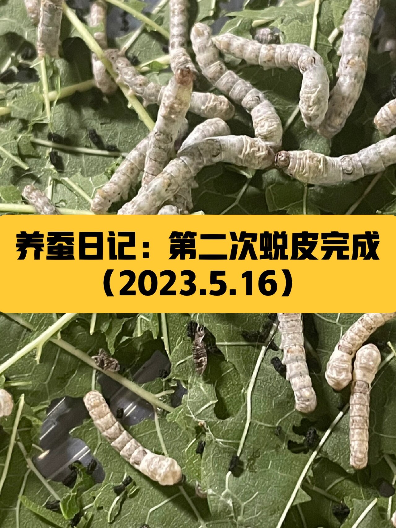 养蚕日记:第二次蜕皮完成 蜕变成三龄蚕