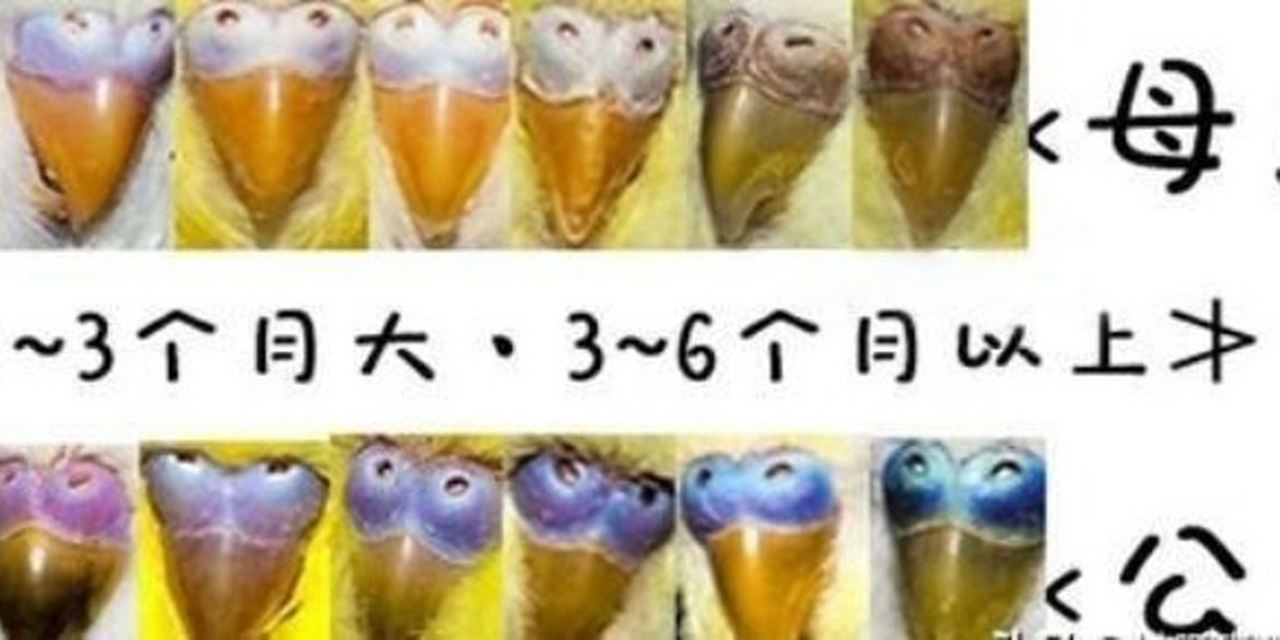 如何区分鹦鹉公母和大小 166辨别大小 幼鸟的虎皮鹦鹉(3个月内):公