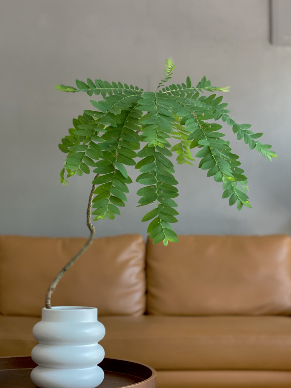 叶下珠*  phyllanthus urinaria l.