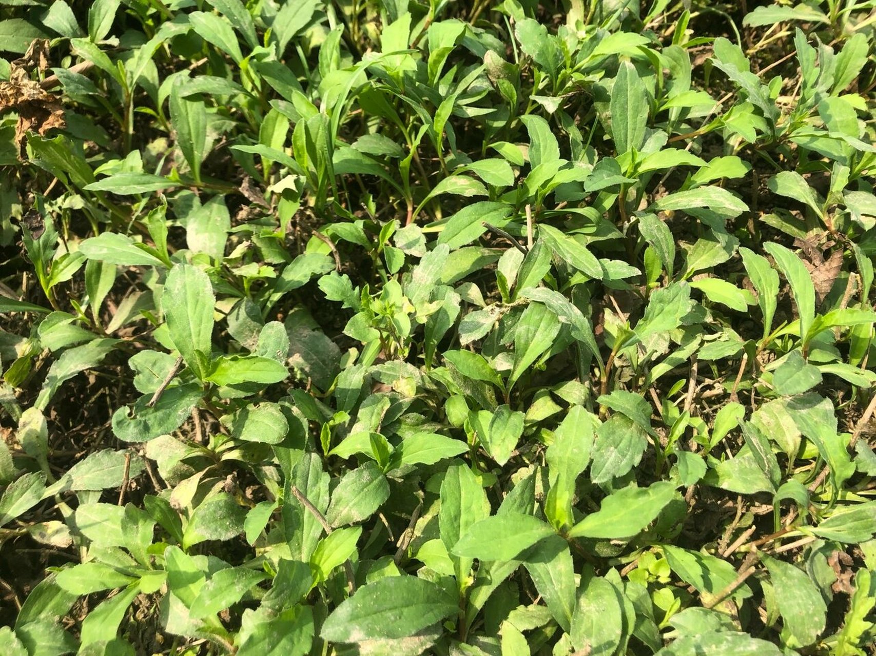 关于上一篇是「枸杞尖」还是「马兰头」 前段时间发了张枸杞尖的图片