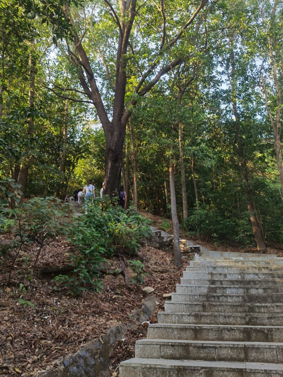 斗门尖峰山森林公园:珠海自然宝藏的咏史诗 珠海的尖峰山森林公园位于