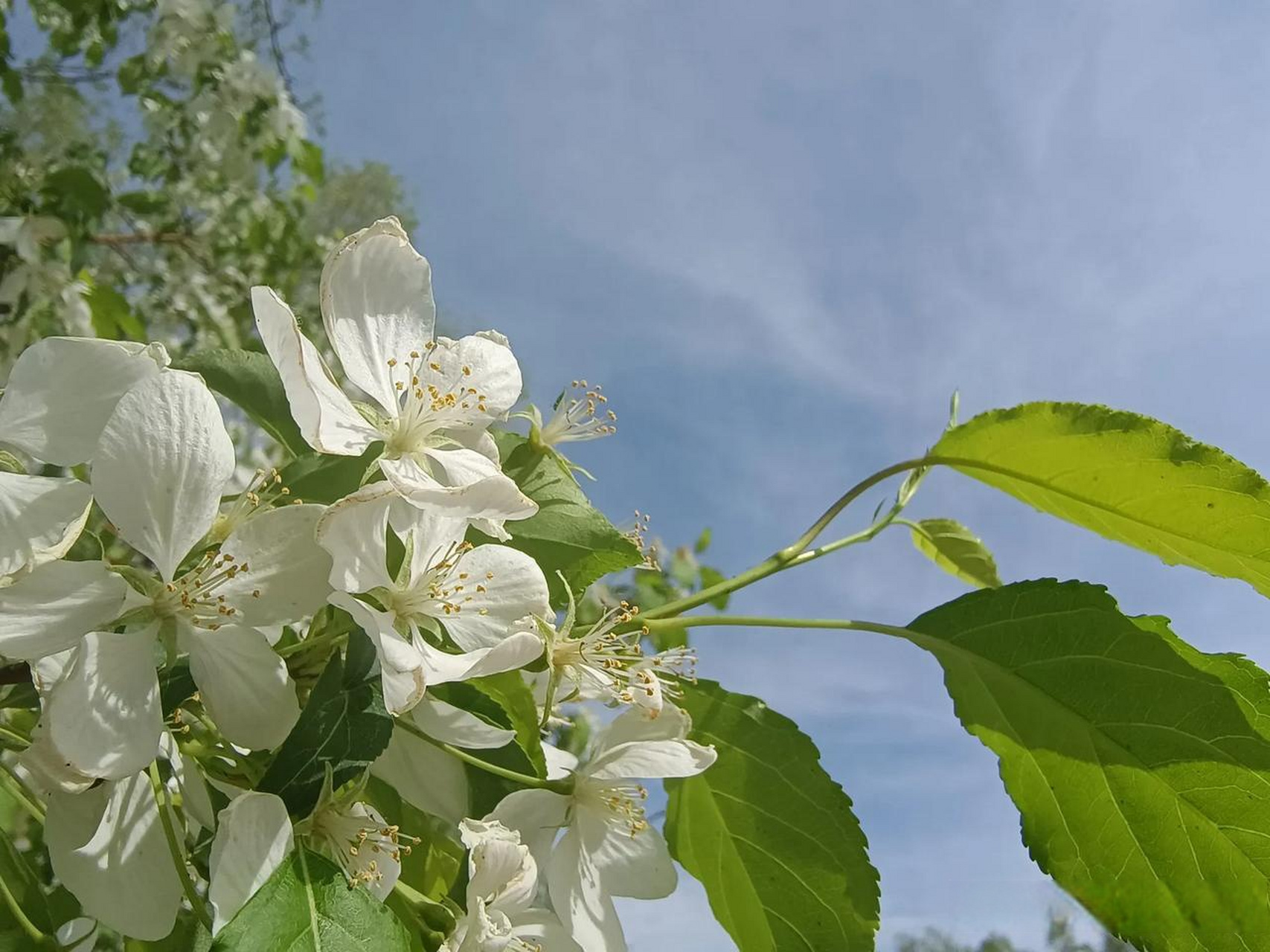 山荆子开花图片