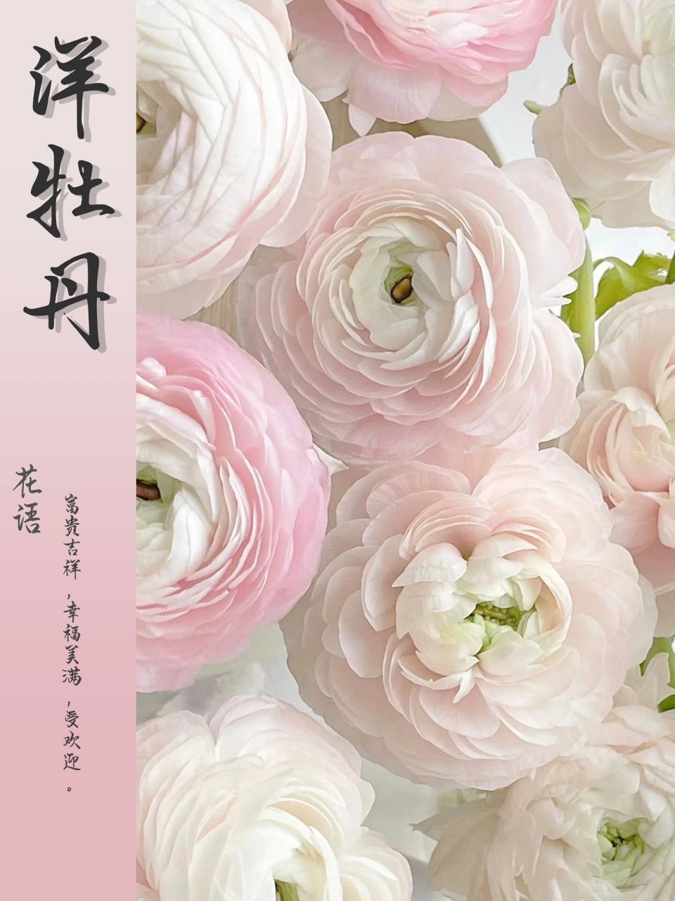 每天带你认识一种花31|洋牡丹 今日识花🌷洋牡丹 	 洋牡丹 学名