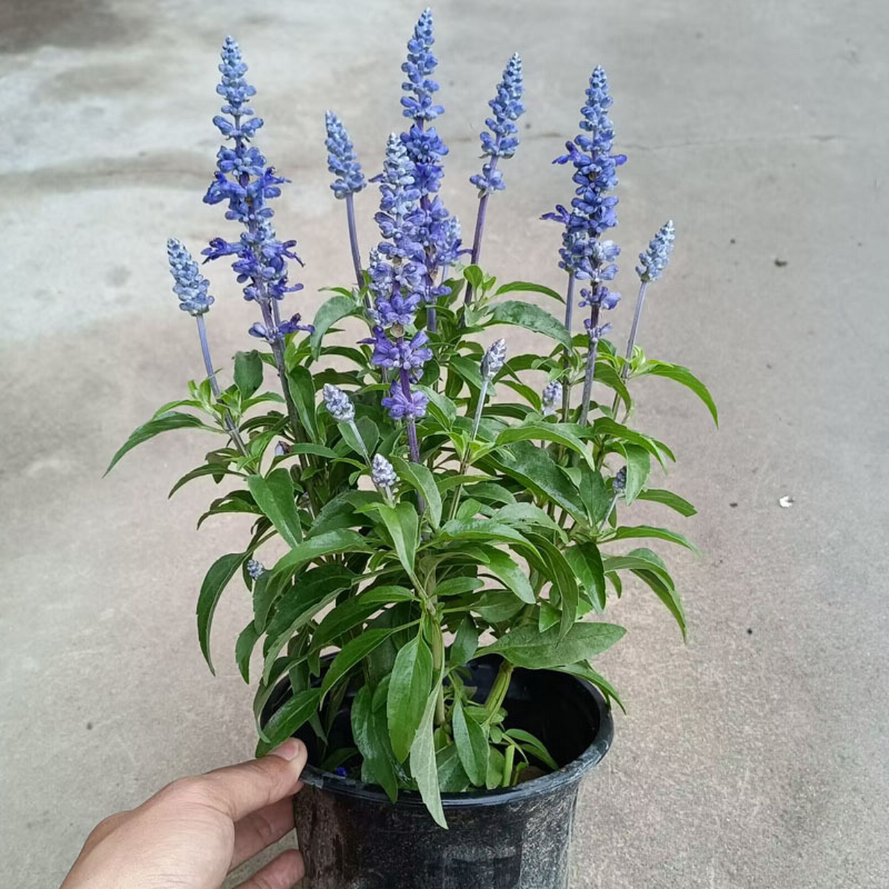 萨丽芳鼠尾草 萨丽芳作为蓝花鼠尾草的佼佼者,其植株生长迅猛,自然