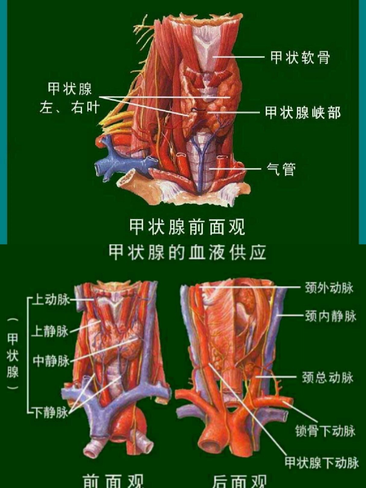 甲状腺/甲状腺肿大分度 甲状腺 位置:呈蝴蝶形,甲状软骨下方,气管两侧