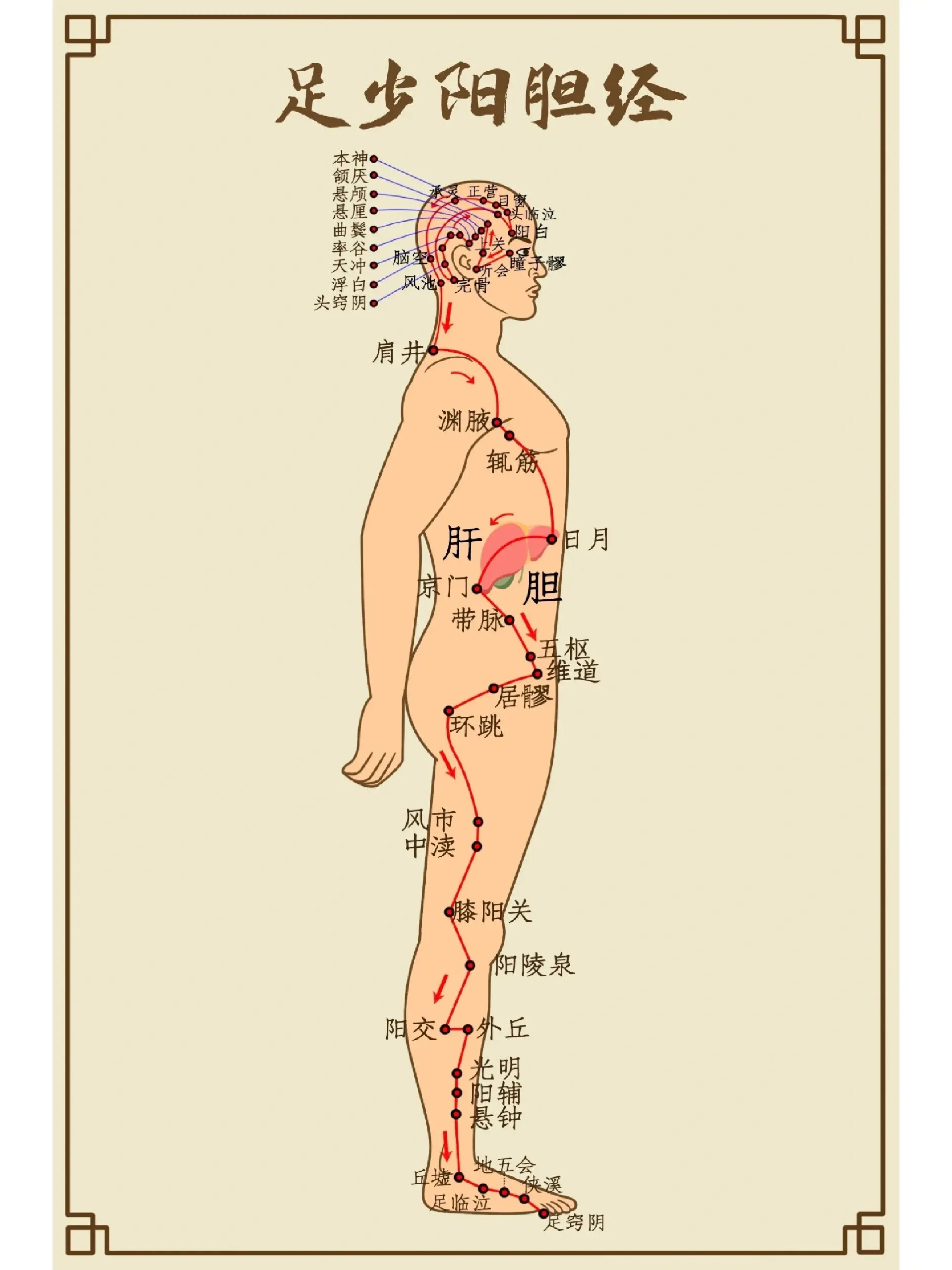 十二经络循行图~足少阳胆经