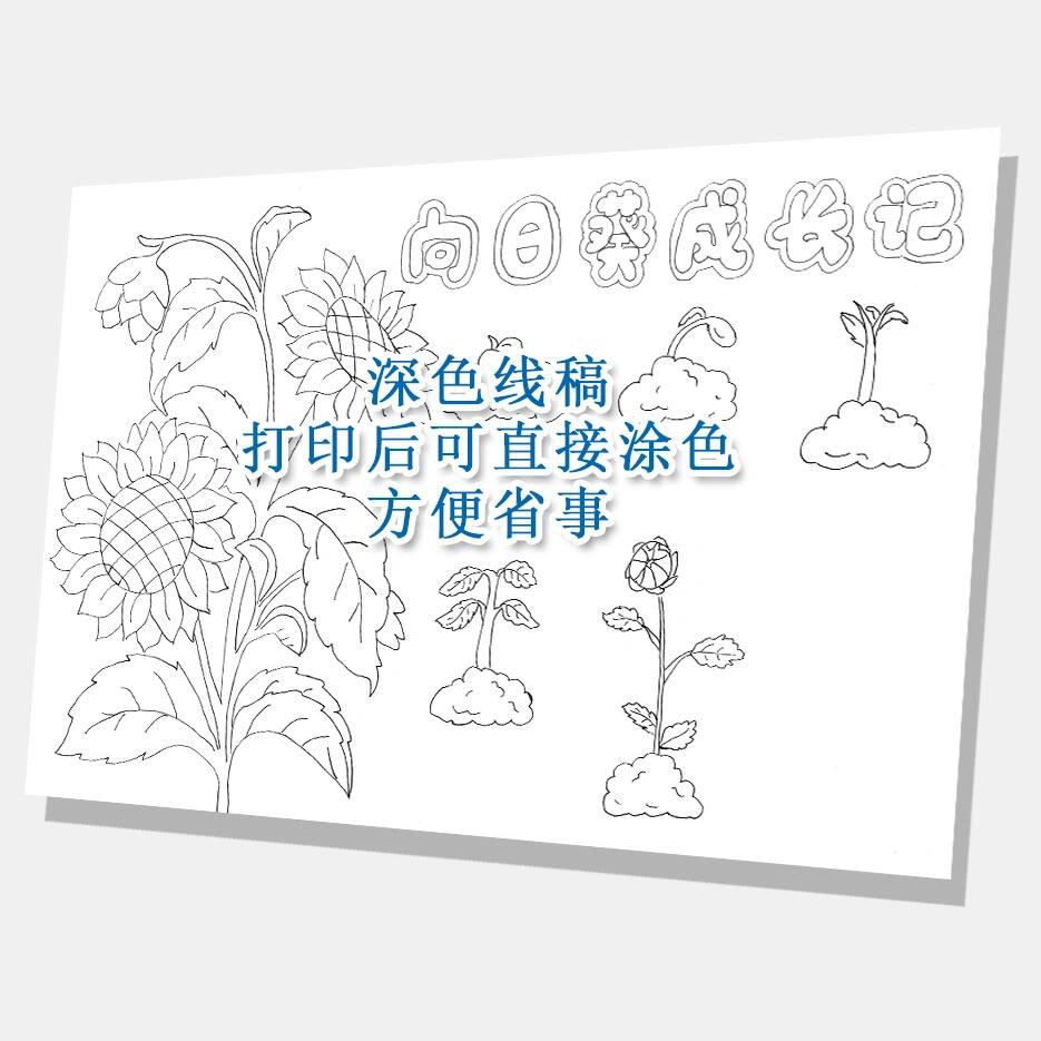 向日葵植物生长笔记-205