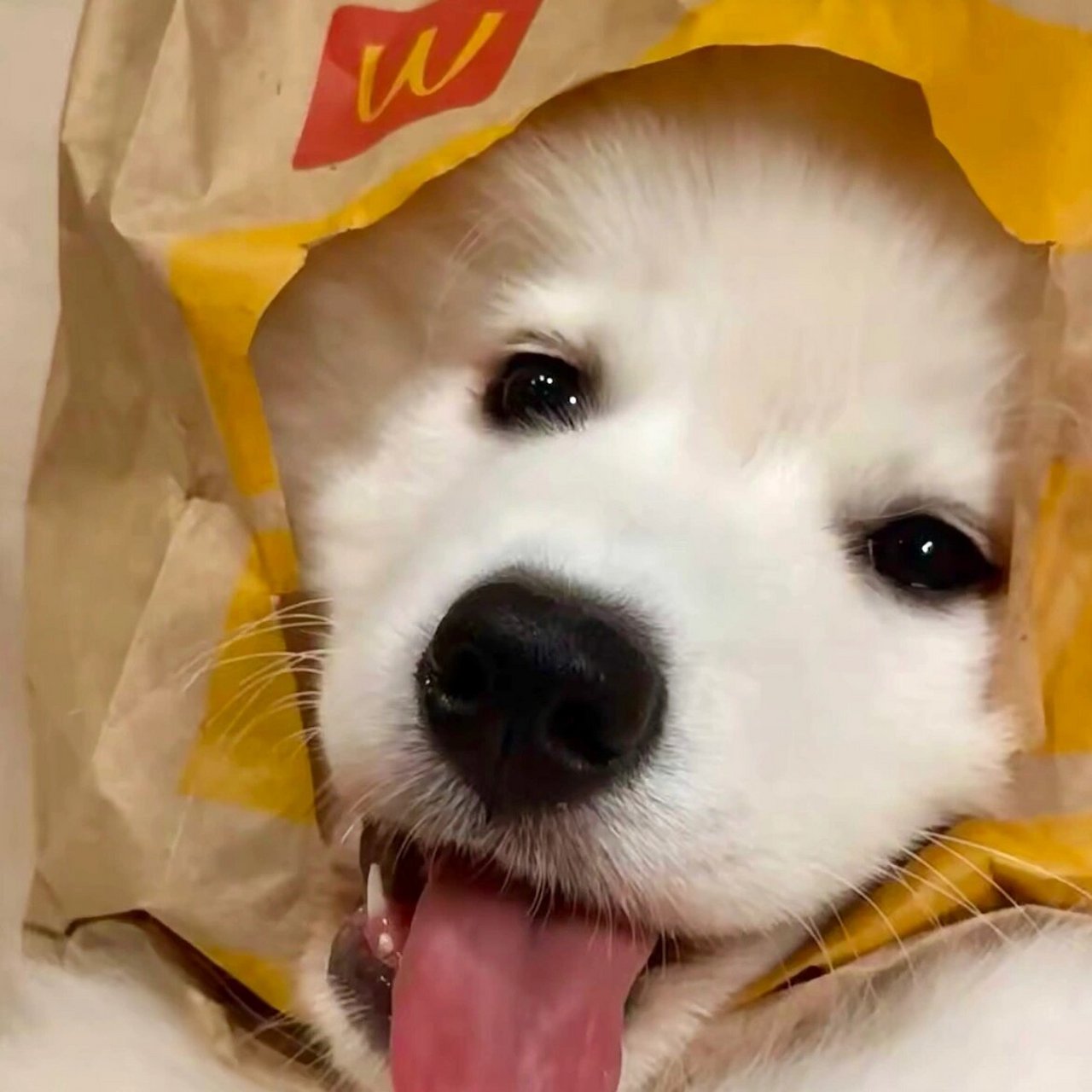 麦门和kfc忠实信徒集合来领猫猫狗狗头像! 你更喜欢麦当劳还是kfc