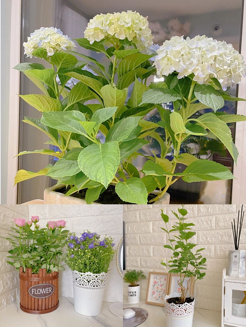 花花草草第二弹|哈尔滨花卉大市场00 今年第二次来花卉大市场,这里