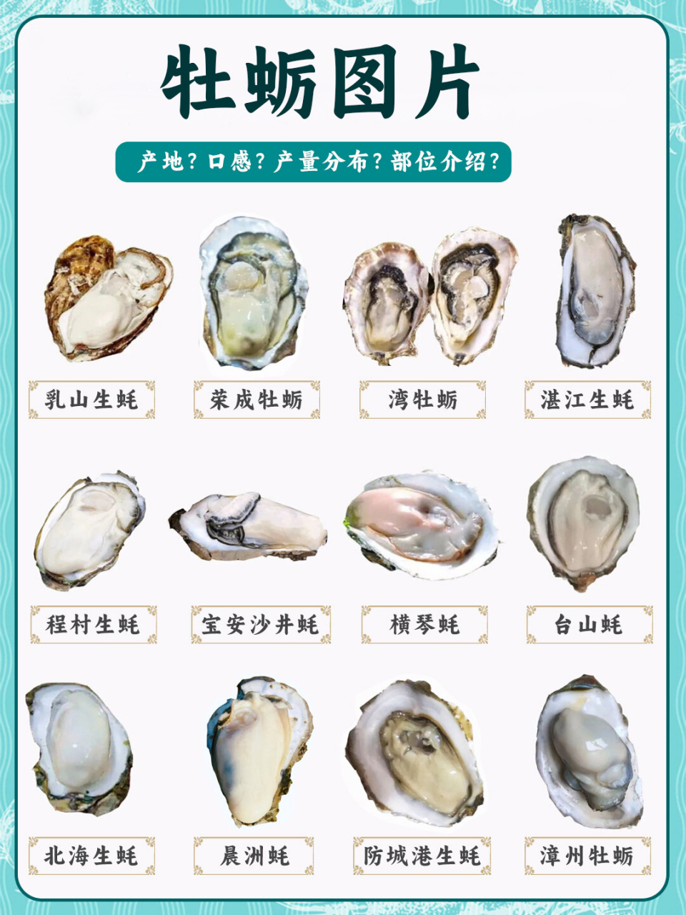 牡蛎图片 0498 盘点国内常见的生蚝(牡蛎)种类 9804  生蚝